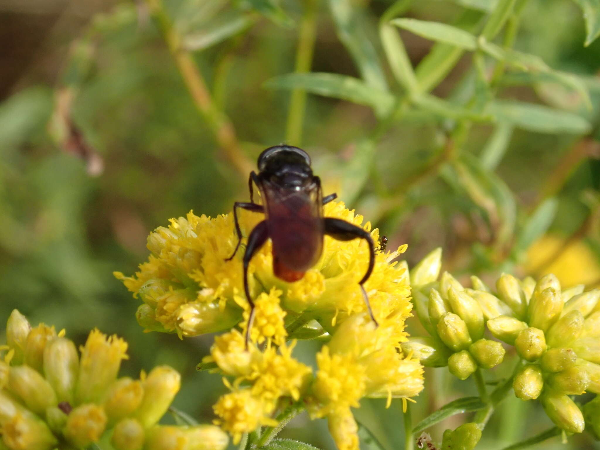 Image of Chalcosyrphus piger (Fabricius 1794)