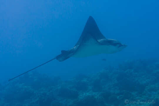 Image of Ocellated Eagle Ray