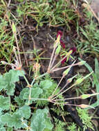 Image of Pelargonium sidoides DC.