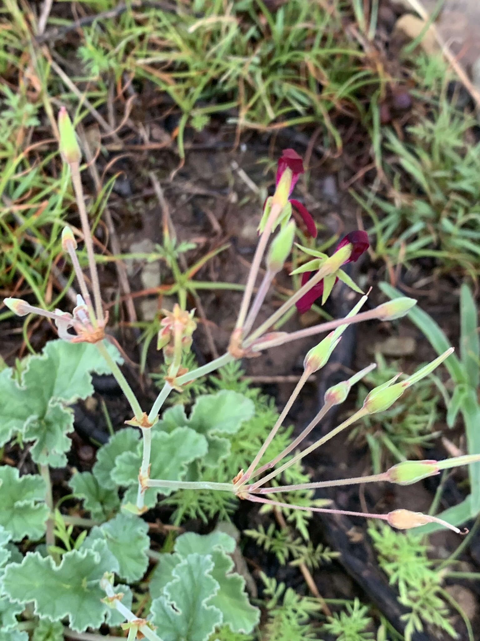 Image of Pelargonium sidoides DC.