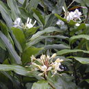 Image of cream garland-lily