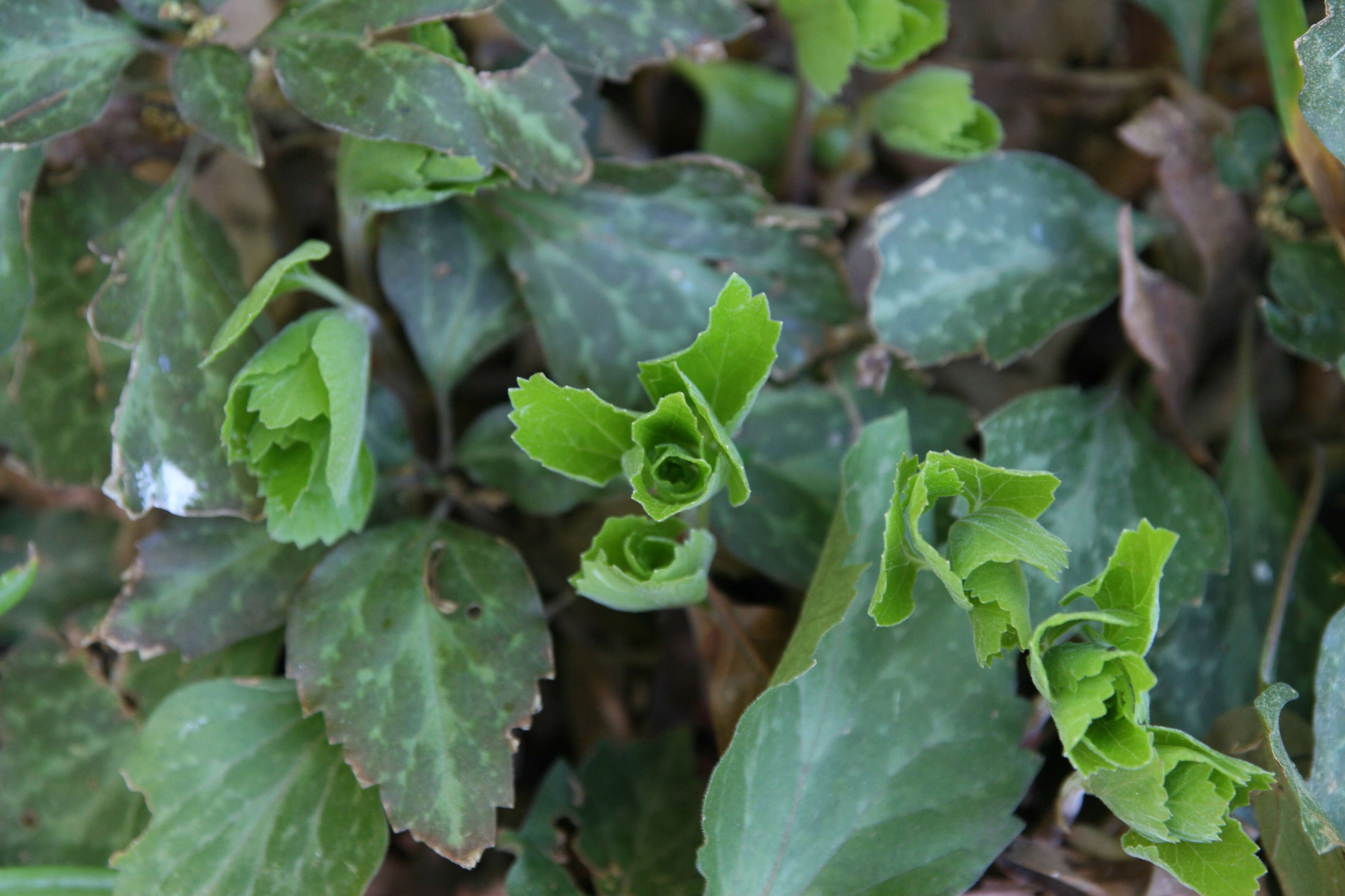 Image of Allegheny-spurge