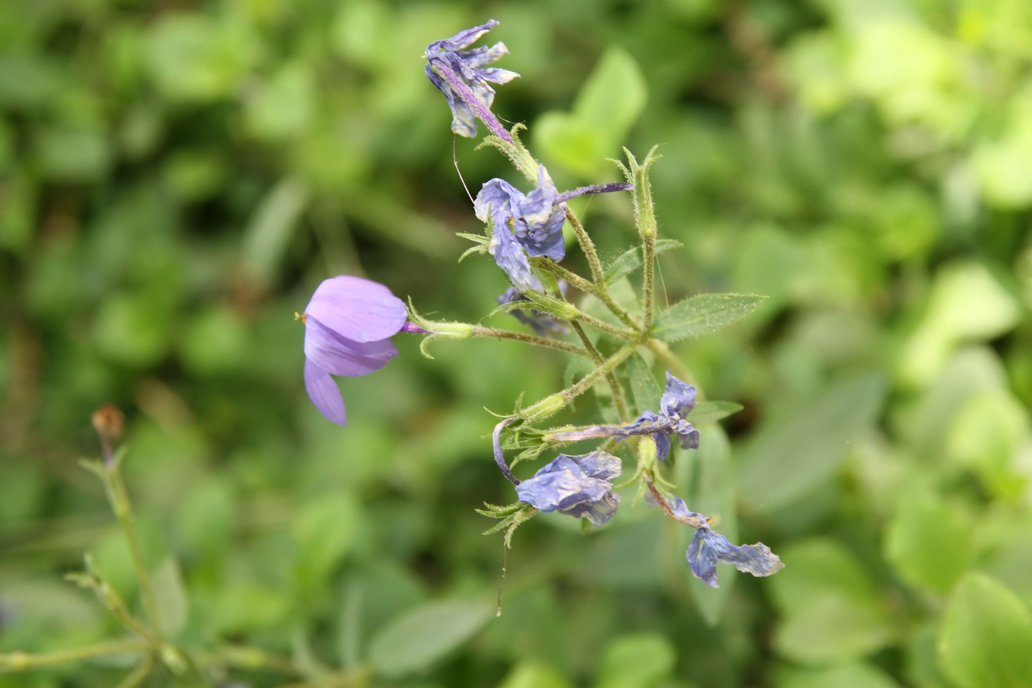 Image of creeping phlox