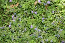 Image of creeping phlox