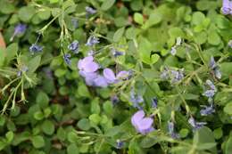 Image of creeping phlox