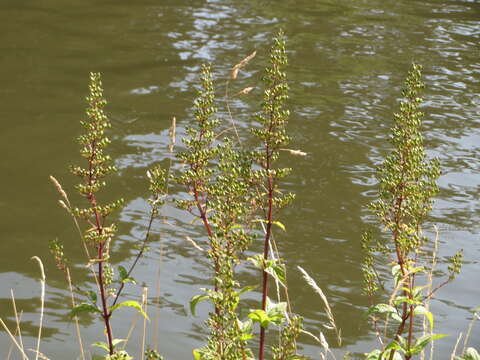 Imagem de Scrophularia nodosa L.