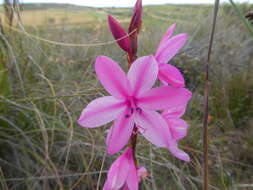 Image of Watsonia laccata (Jacq.) Ker Gawl.