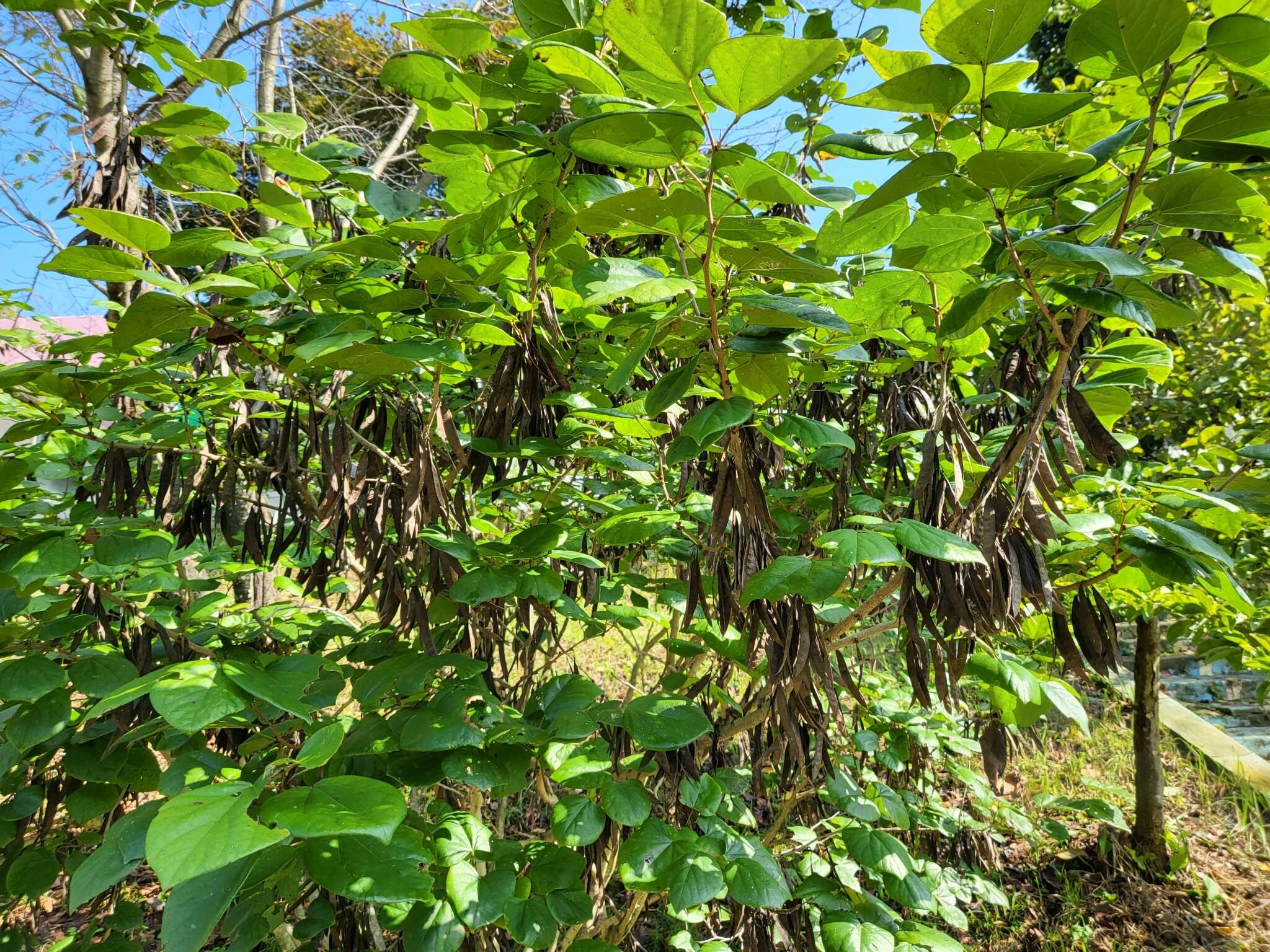 Imagem de Cercis chinensis Bunge