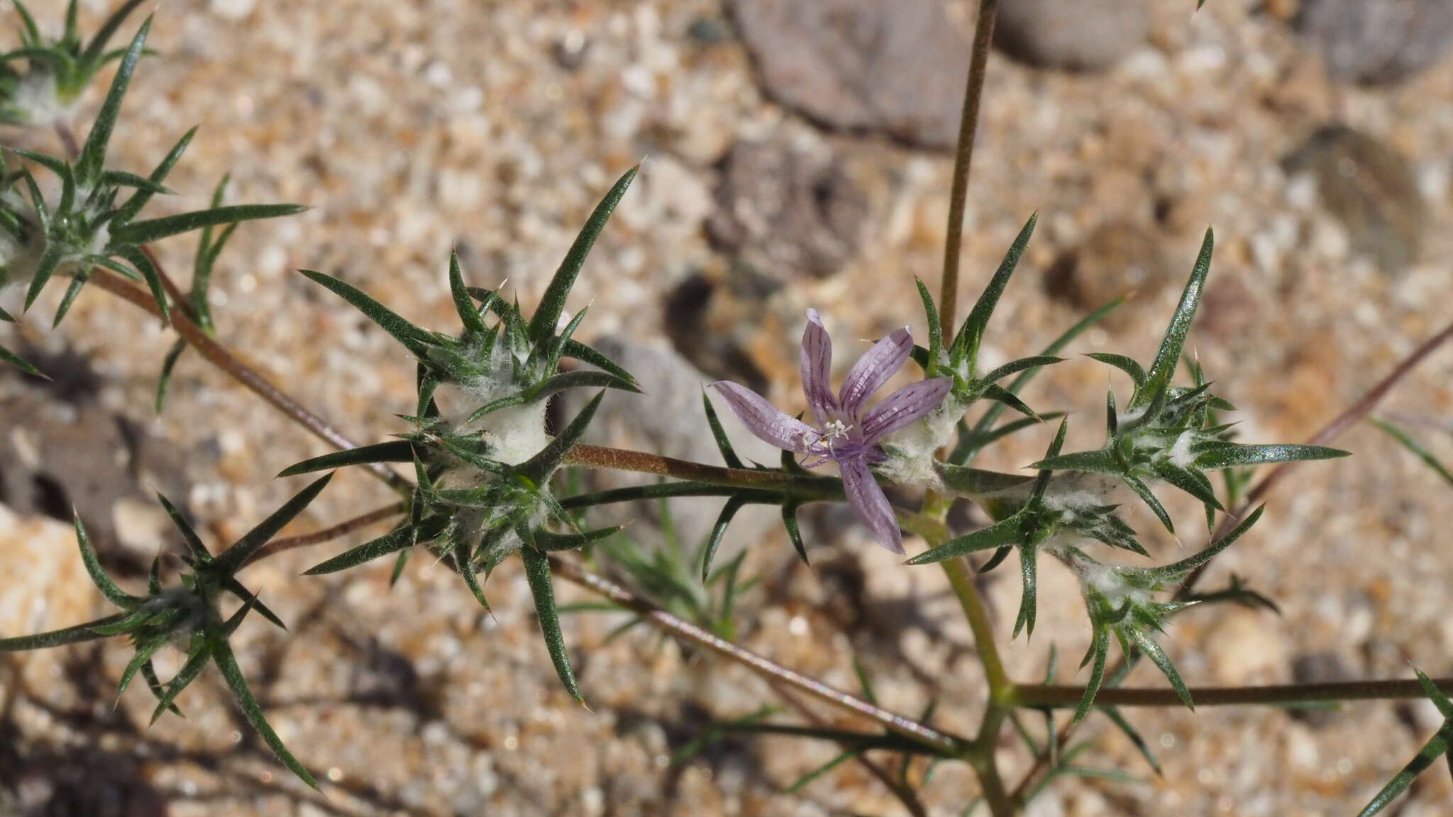 Image of desert woollystar