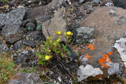 Image de Potentilla asperrima Turcz.