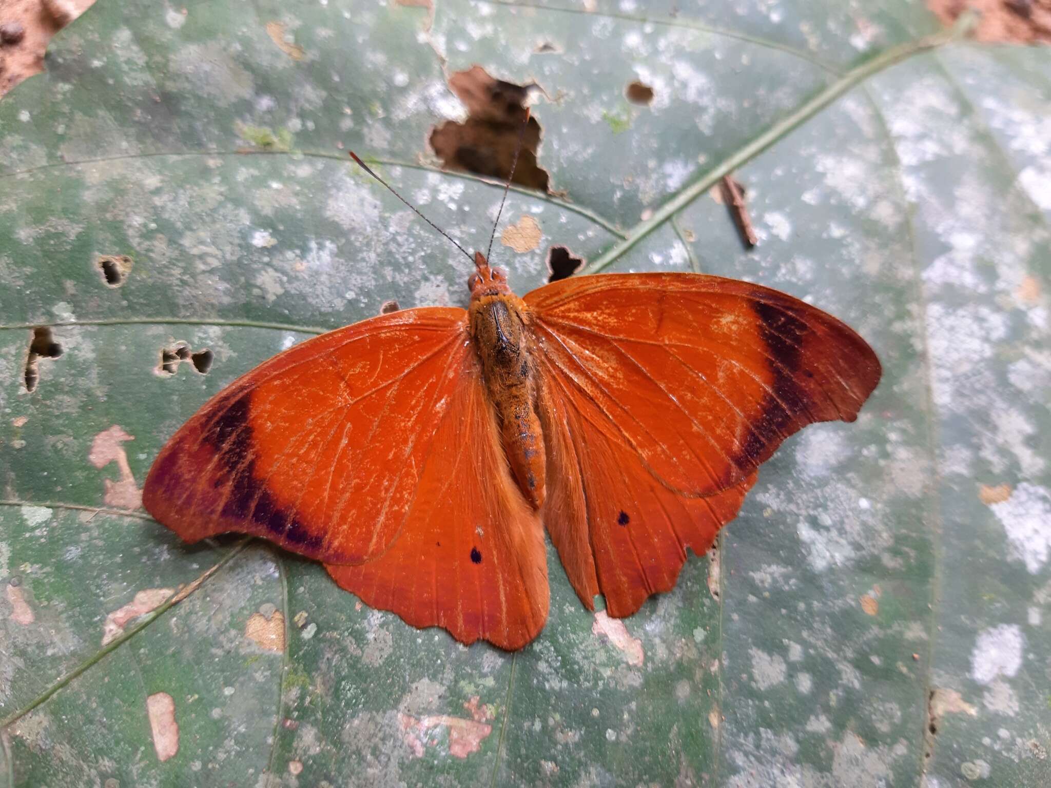 Слика од Temenis laothoe meridionalis Ebert 1965