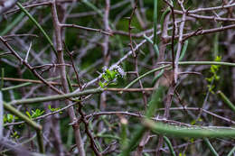 Image of Ehretia rigida subsp. nervifolia Retief & A. E. van Wyk