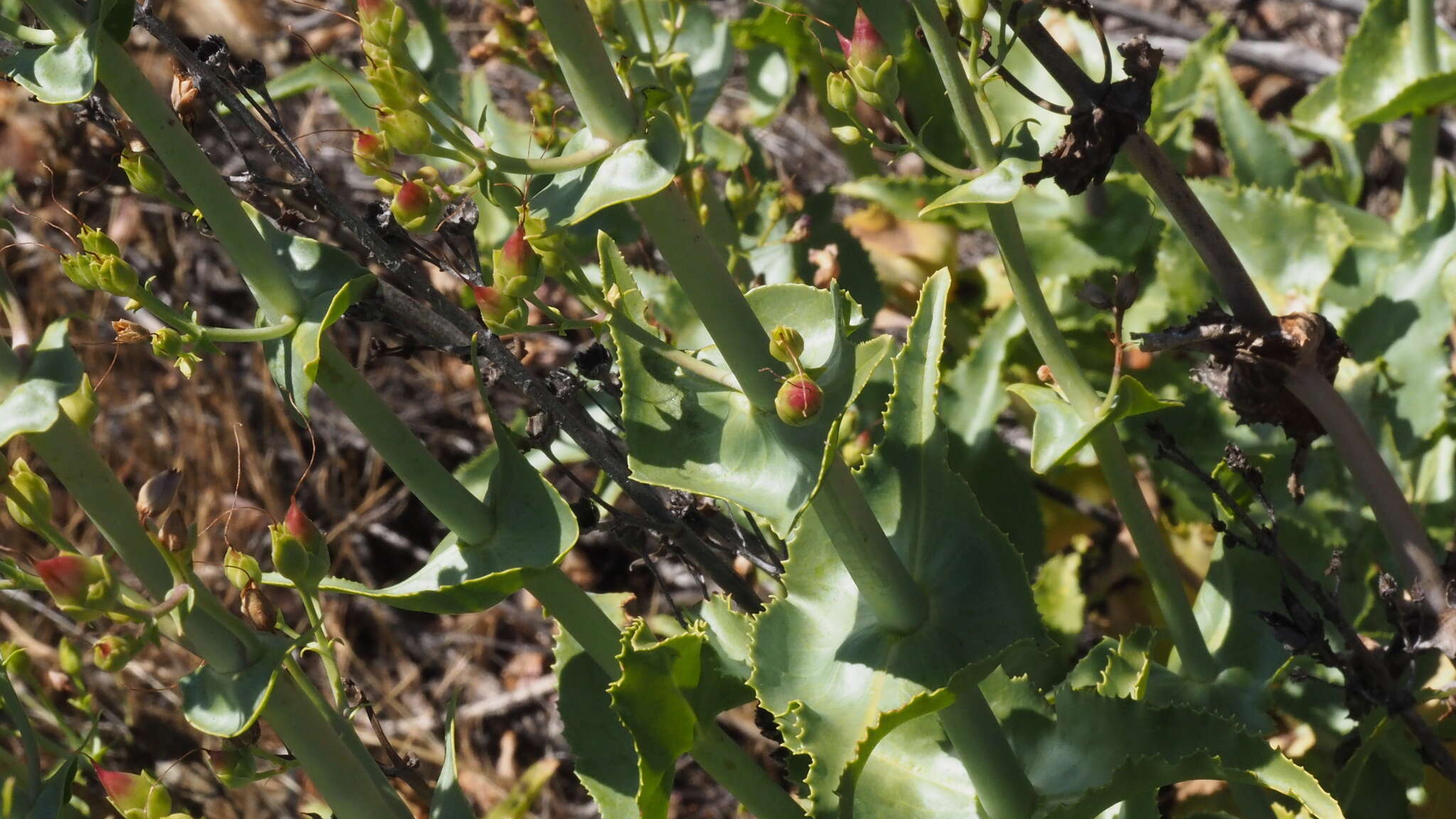 Слика од Penstemon spectabilis var. spectabilis