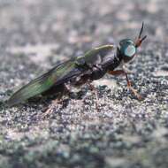 Image of Dysbiota peregrina (Hutton 1901)