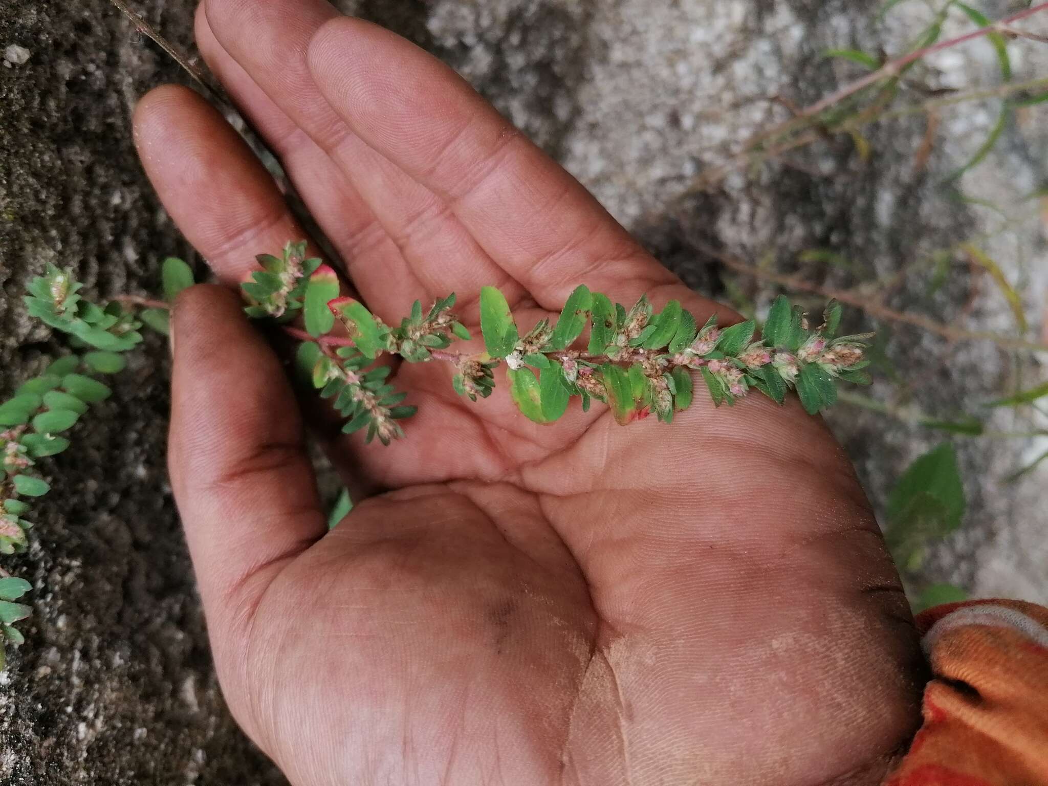 Euphorbia densiflora (Klotzsch) Klotzsch的圖片