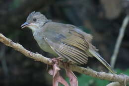 Image of Olive-winged Bulbul