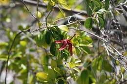 Passiflora cupraea L.的圖片