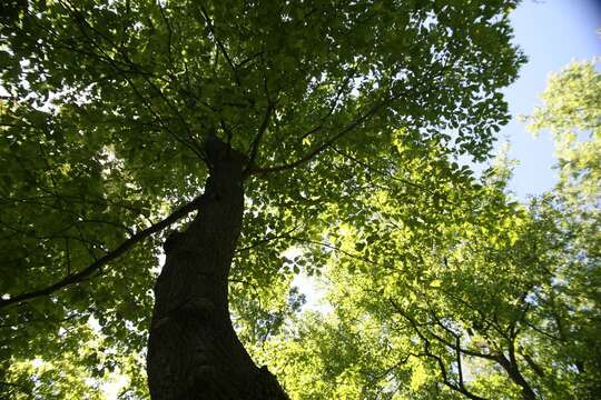 Слика од Quercus montana Willd.