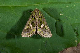 Image of orache moth