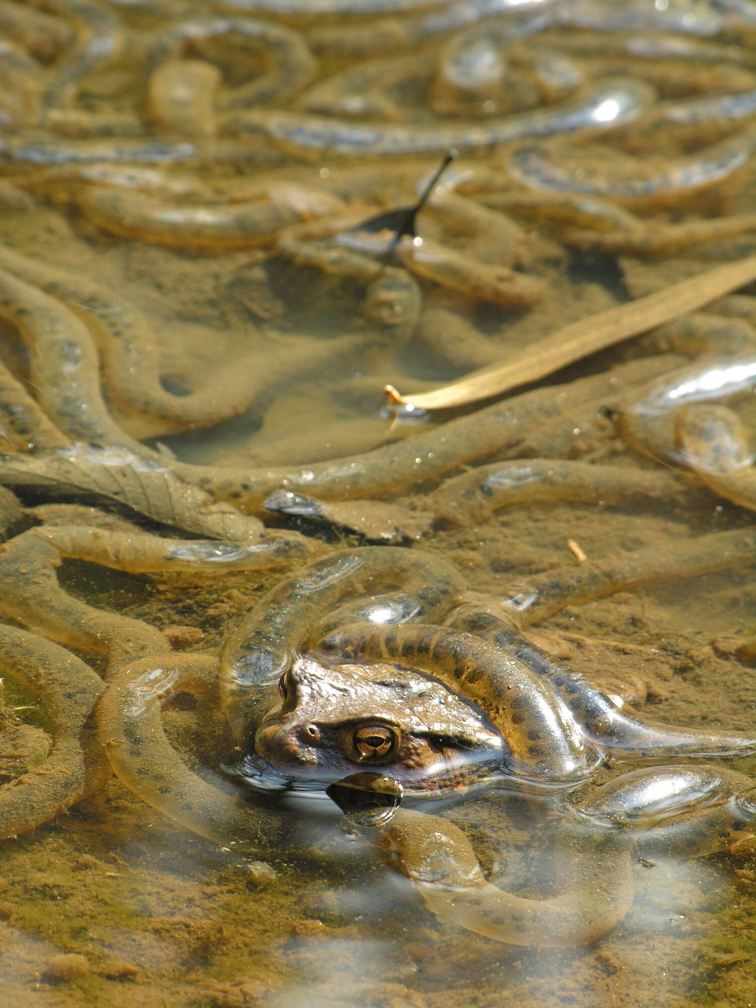 Sivun Bufo japonicus Temminck & Schlegel 1838 kuva