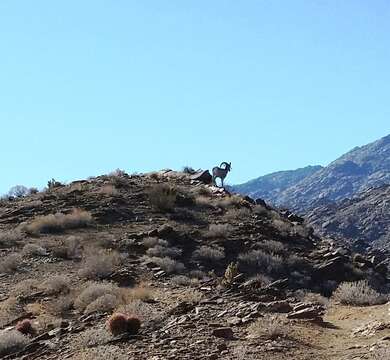 Image of Desert bighorn sheep