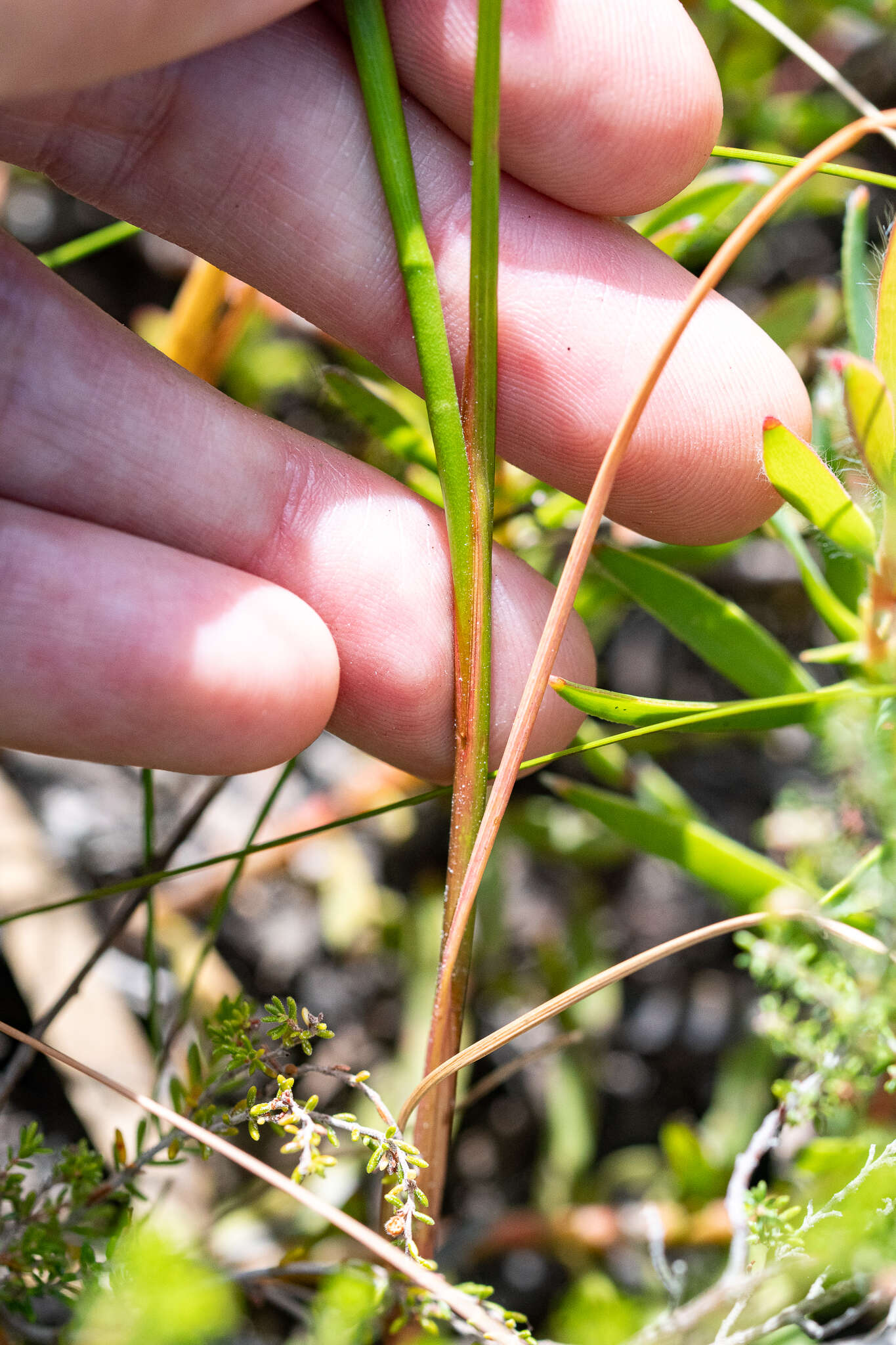 Image of Thereianthus bracteolatus (Lam.) G. J. Lewis