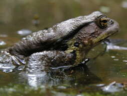 Sivun Bufo japonicus Temminck & Schlegel 1838 kuva