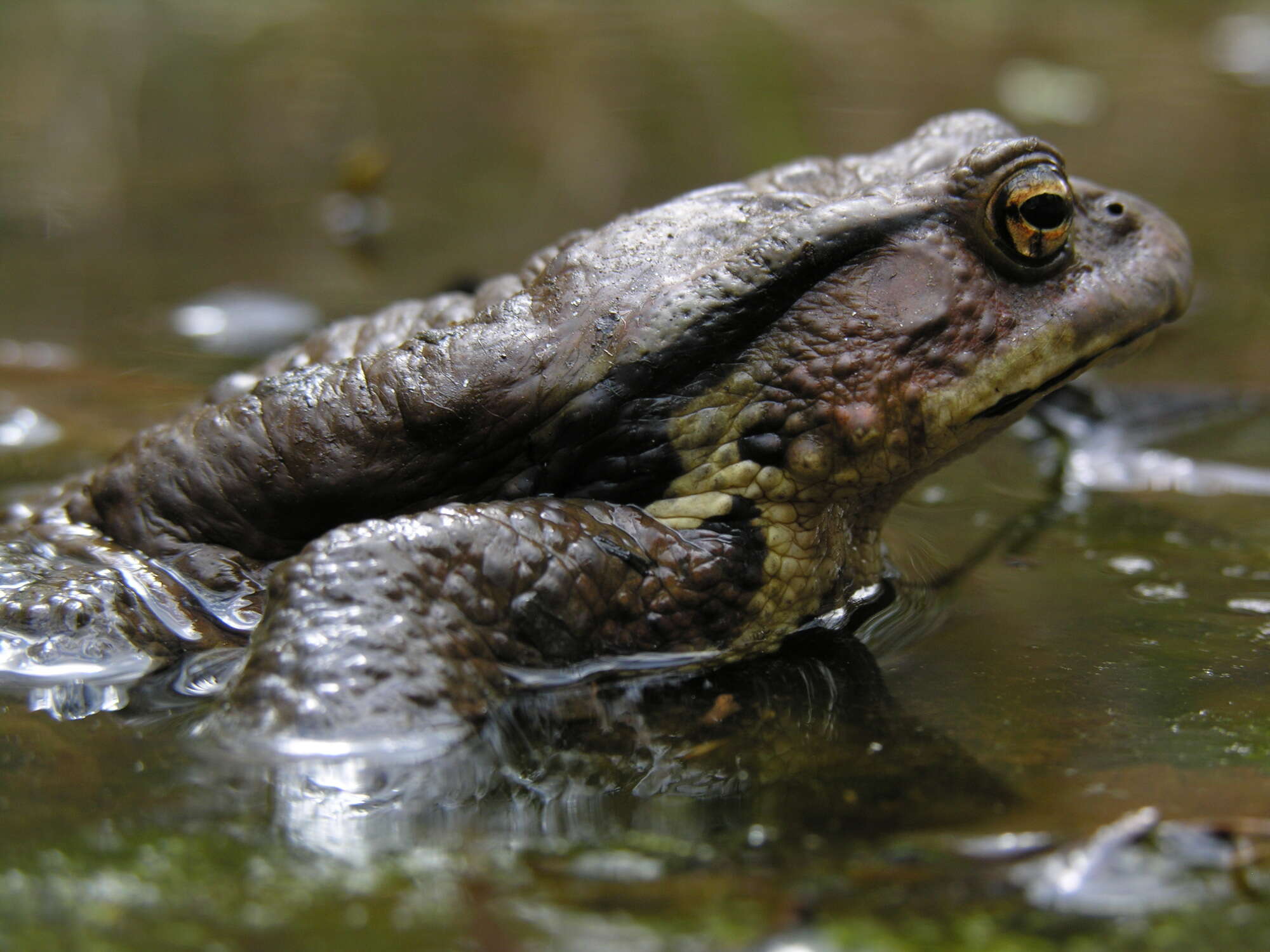 Sivun Bufo japonicus Temminck & Schlegel 1838 kuva