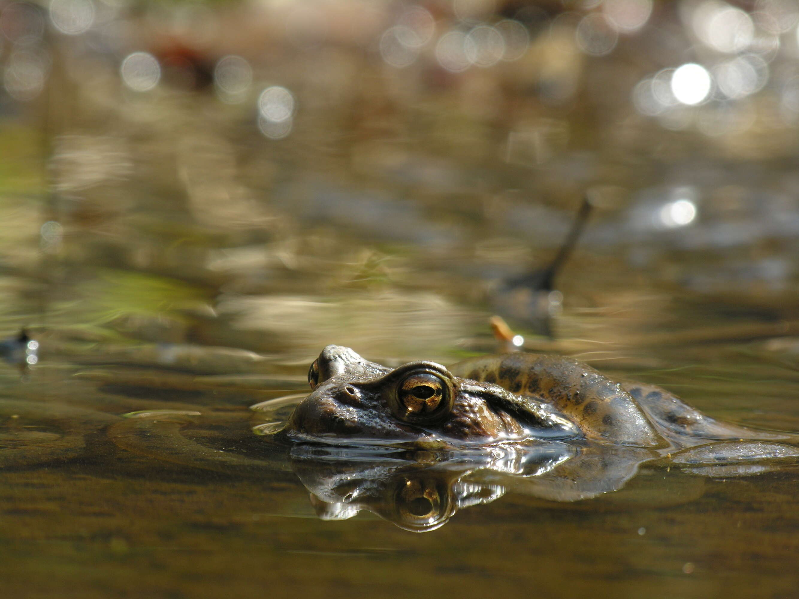 Sivun Bufo japonicus Temminck & Schlegel 1838 kuva