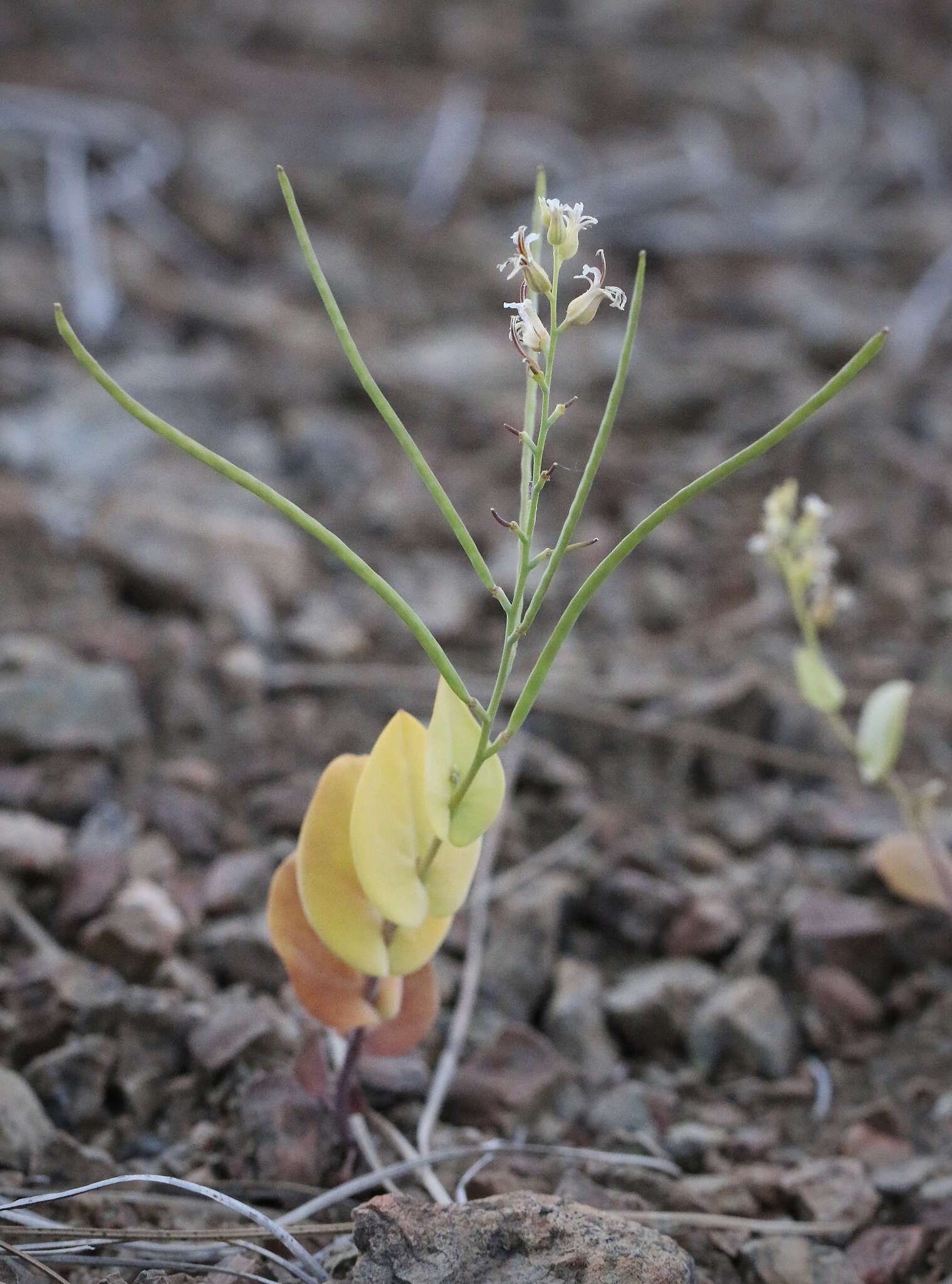 Image de Streptanthus drepanoides Kruckeb. & J. L. Morrison