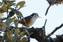 Image of White-browed Nuthatch