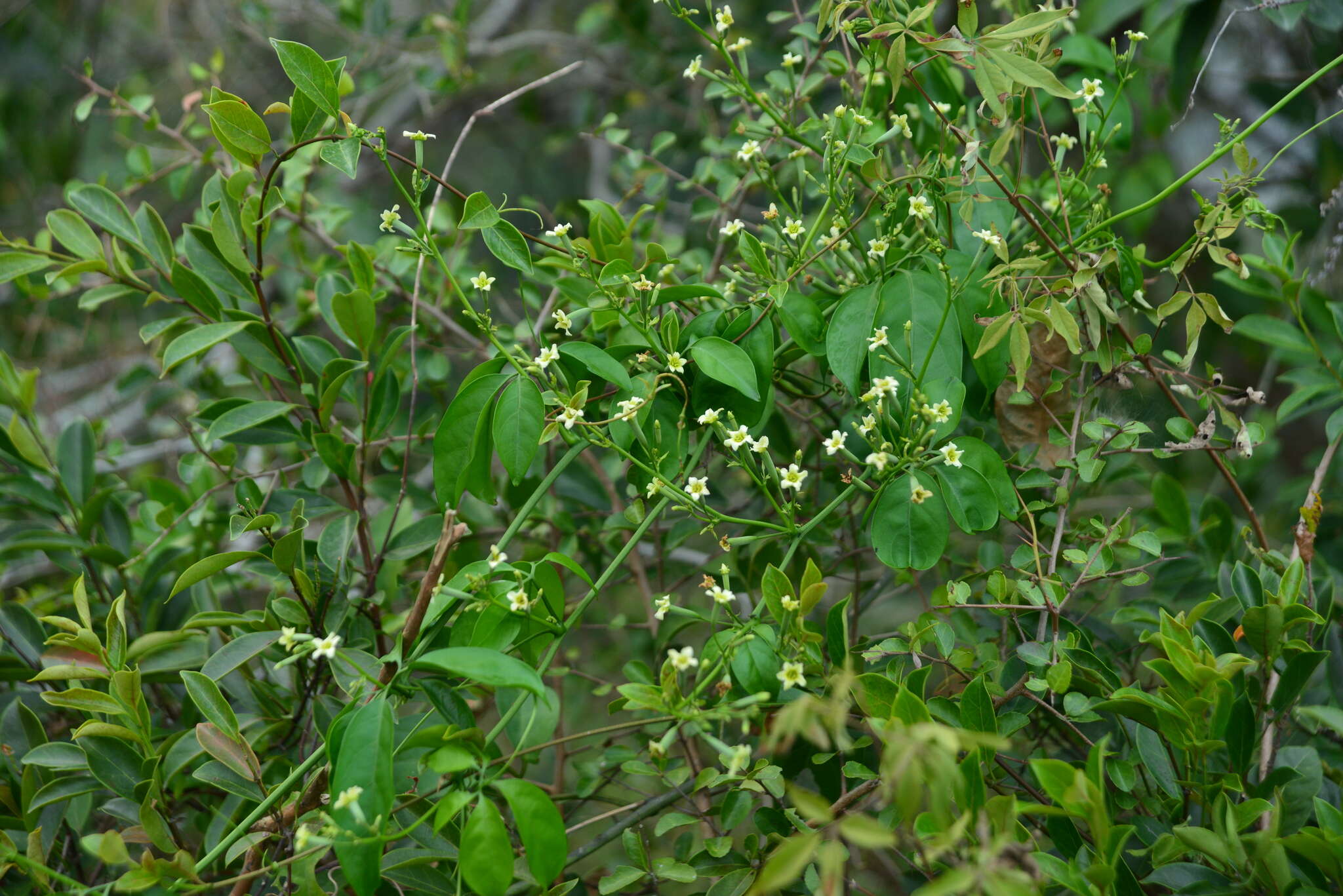 Image of Neoalsomitra clavigera (Wall.) Hutch.