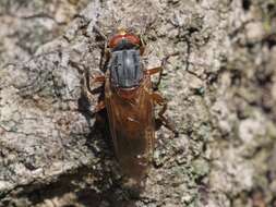 Imagem de Brachyopa maculipennis Thompson 1980