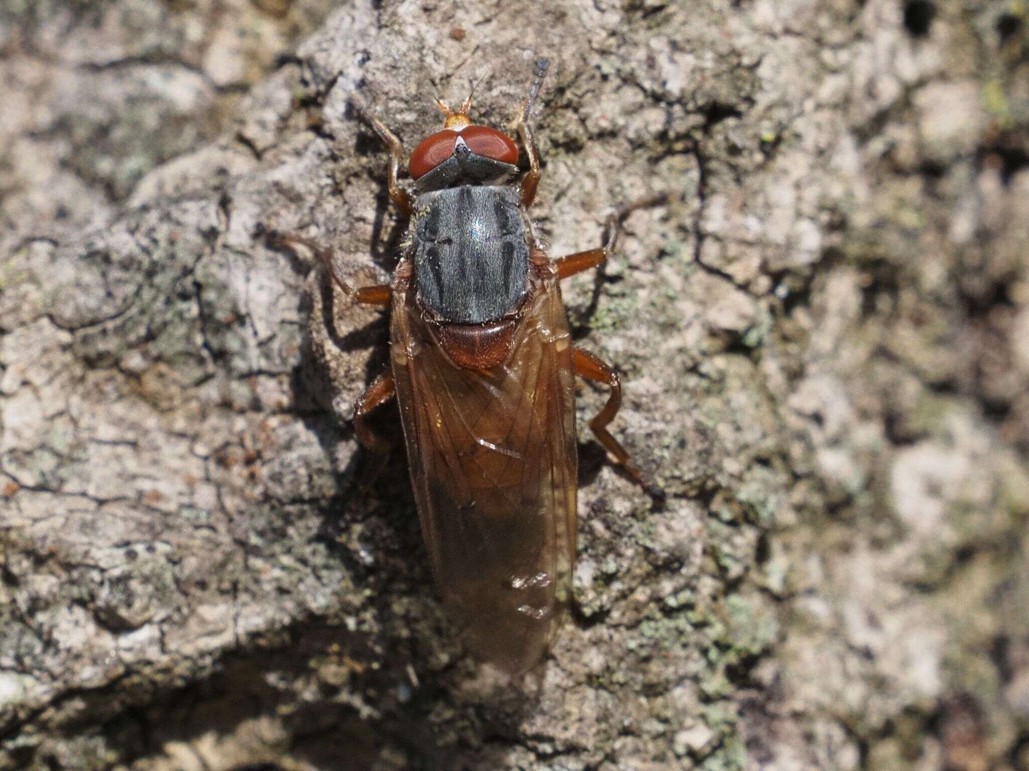 Image de Brachyopa maculipennis Thompson 1980