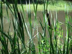 Image of broadleaf cattail