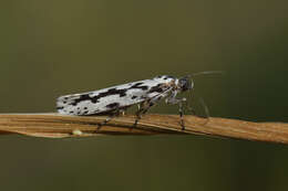 Image de Ethmia candidella Alphéraky 1908