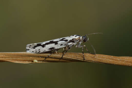 Image de Ethmia candidella Alphéraky 1908