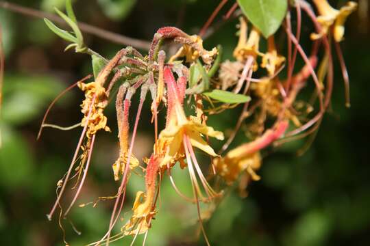 Image of orange azalea