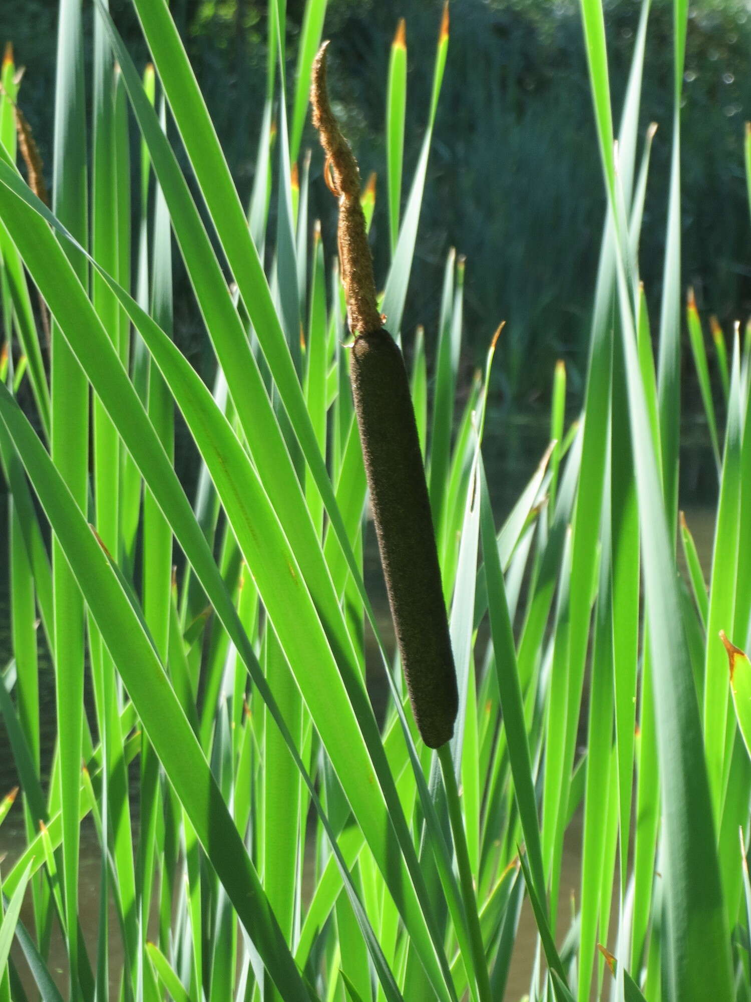 Image of broadleaf cattail