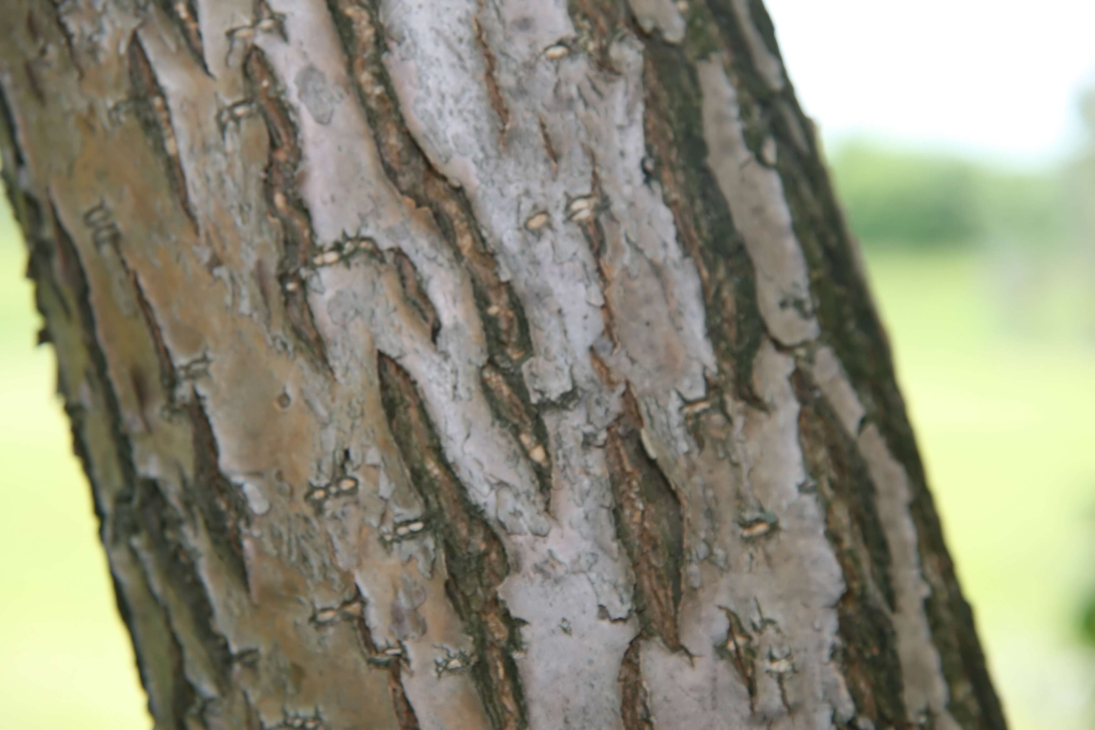 Image of Chinese Fringetree