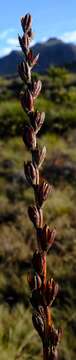 Image of fragrant bugle-lily