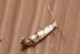 Image of American thuja shoot moth