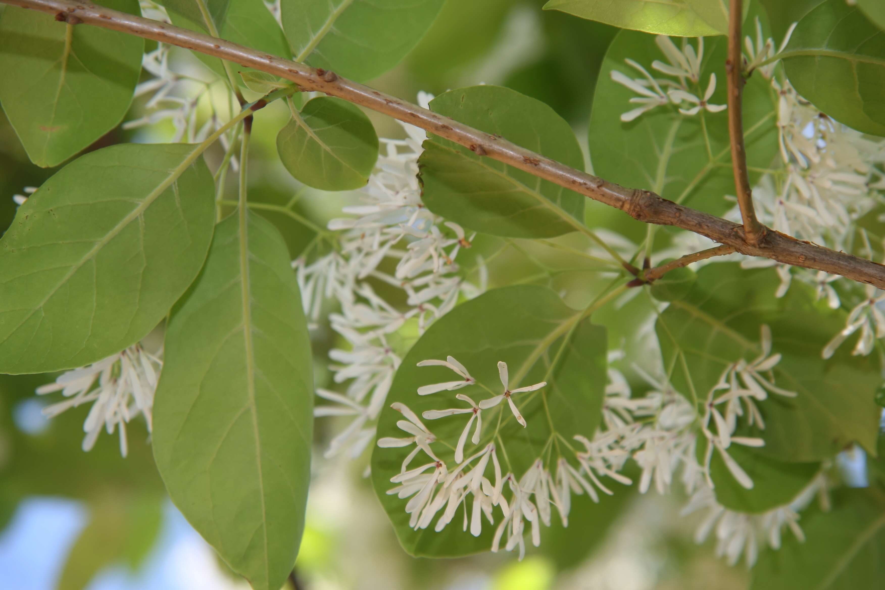 Image of Chinese Fringetree