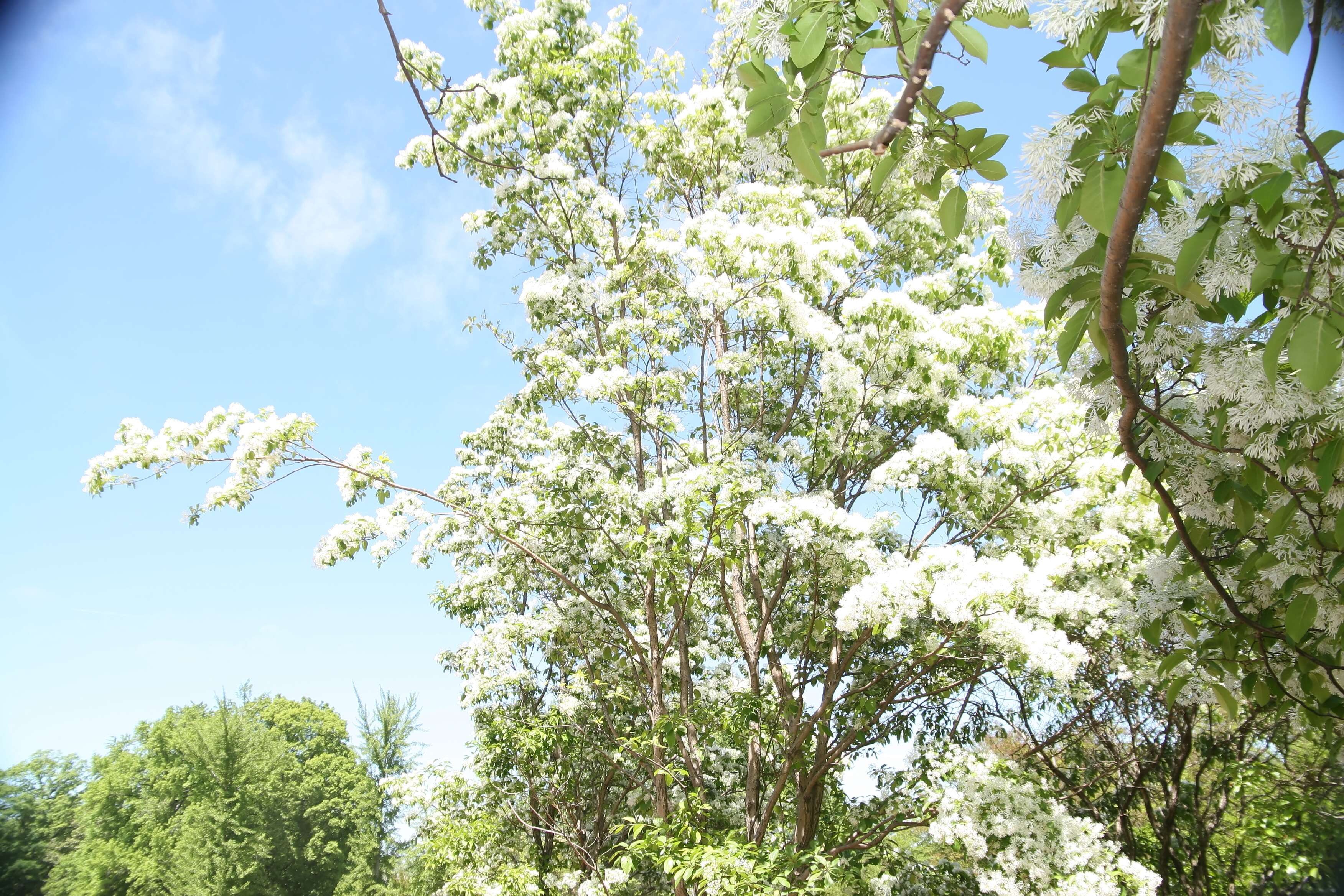 Image of Chinese Fringetree