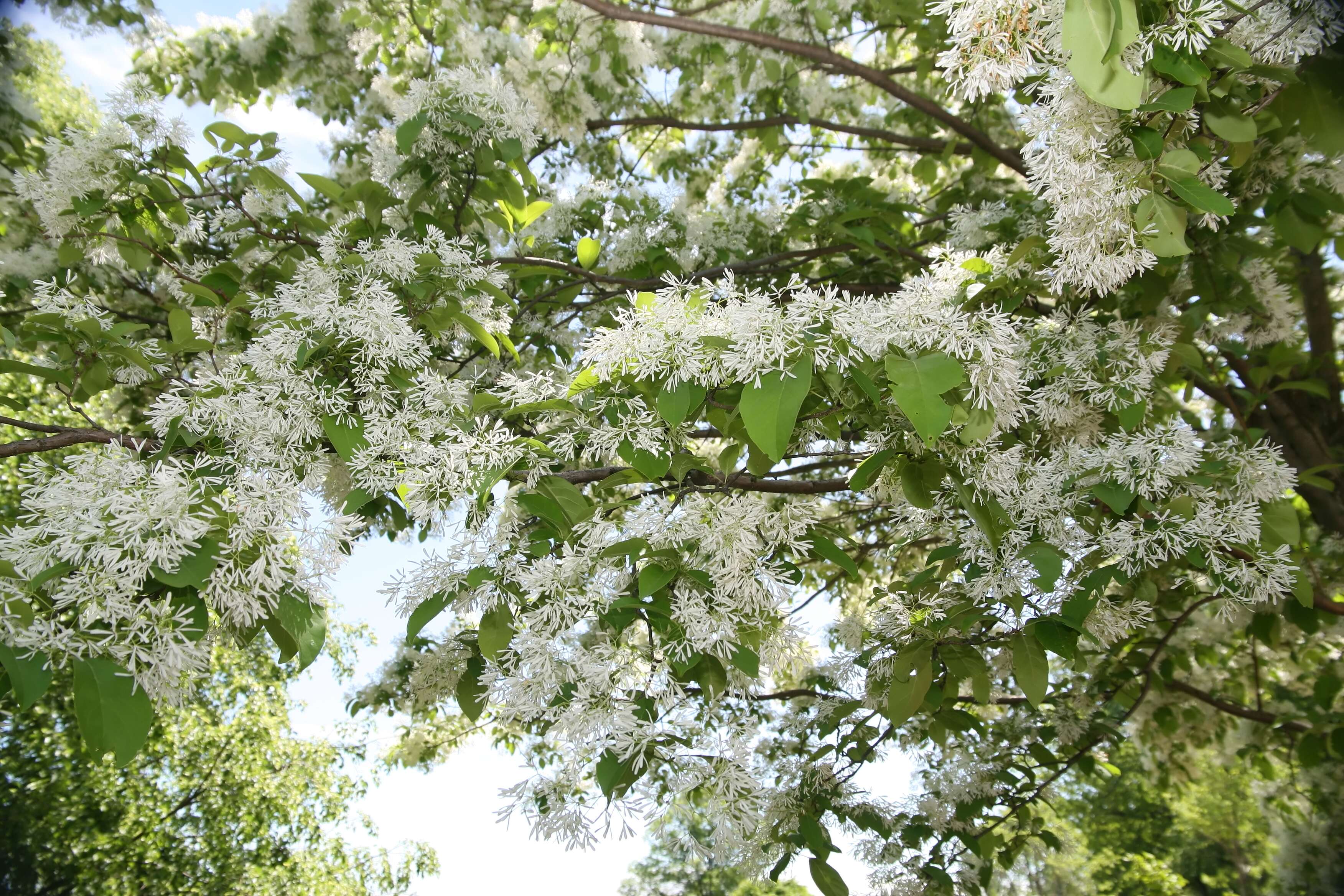 Image of Chinese Fringetree