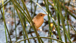 Image of Australian Reed Warbler