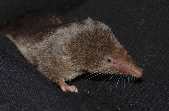Image of Ornate Shrew