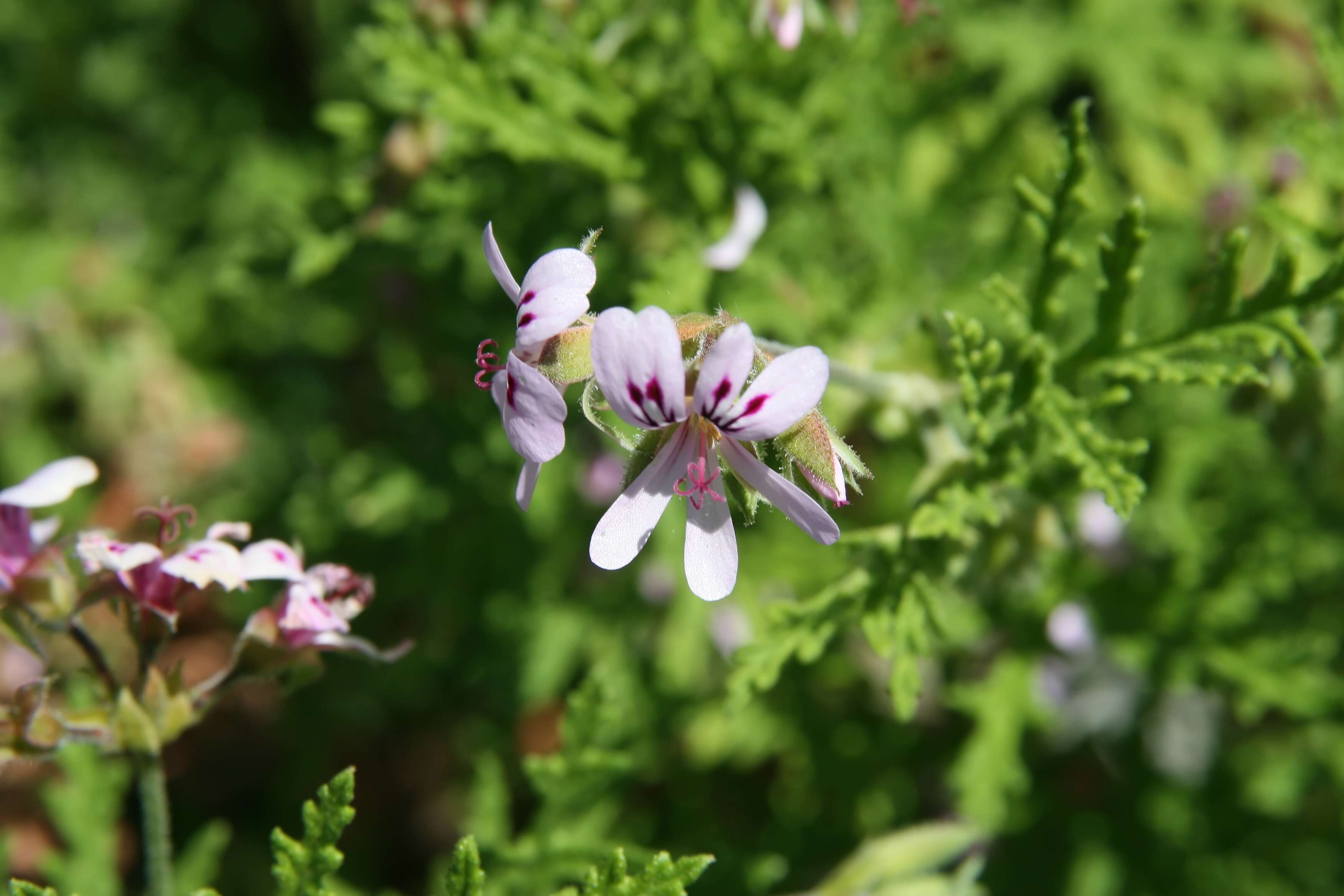 Image of rasp-leaf pelargonium