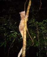 Image of Golden Dry-Zone Palm Civet