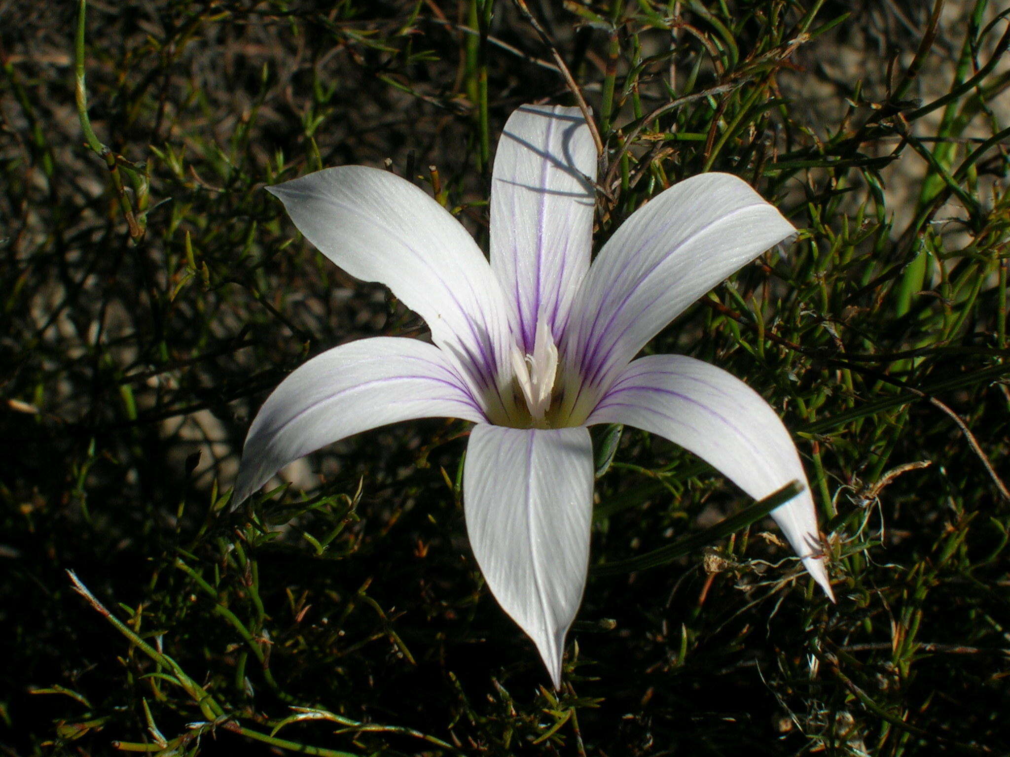 Image of Romulea flexuosa Klatt